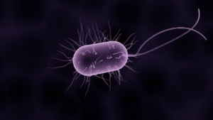 bacteria gf3ad23eda 1280 1 300x169 1