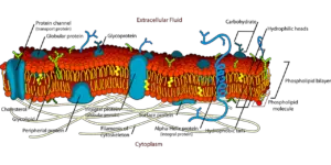 biology g6a888cd1c 1280 300x150 1