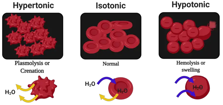 blood plasma 1