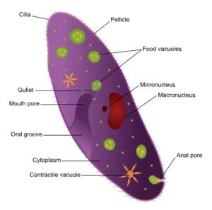 contractile vacuole 300x297 1