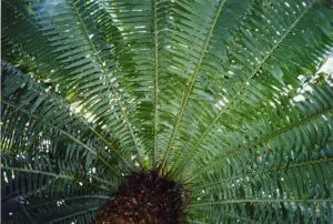 cycads 300x202 1