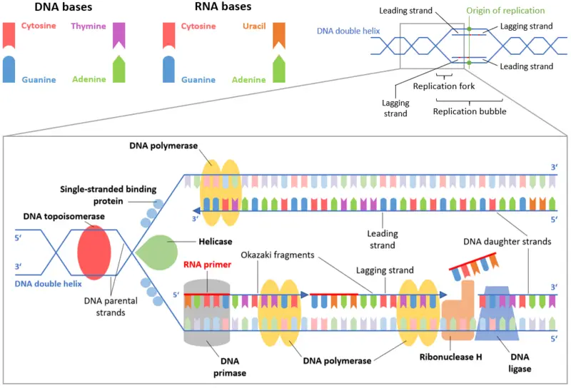 dna image