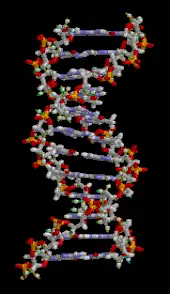 dna