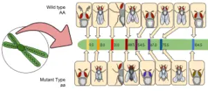 drosophila 300x132 1