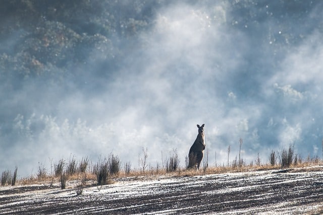 grey kangaroos