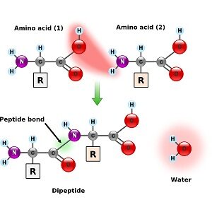 formation of peptide bond jpeg 300x300 1