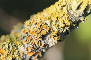 lichen 504844 960 720 300x200 1