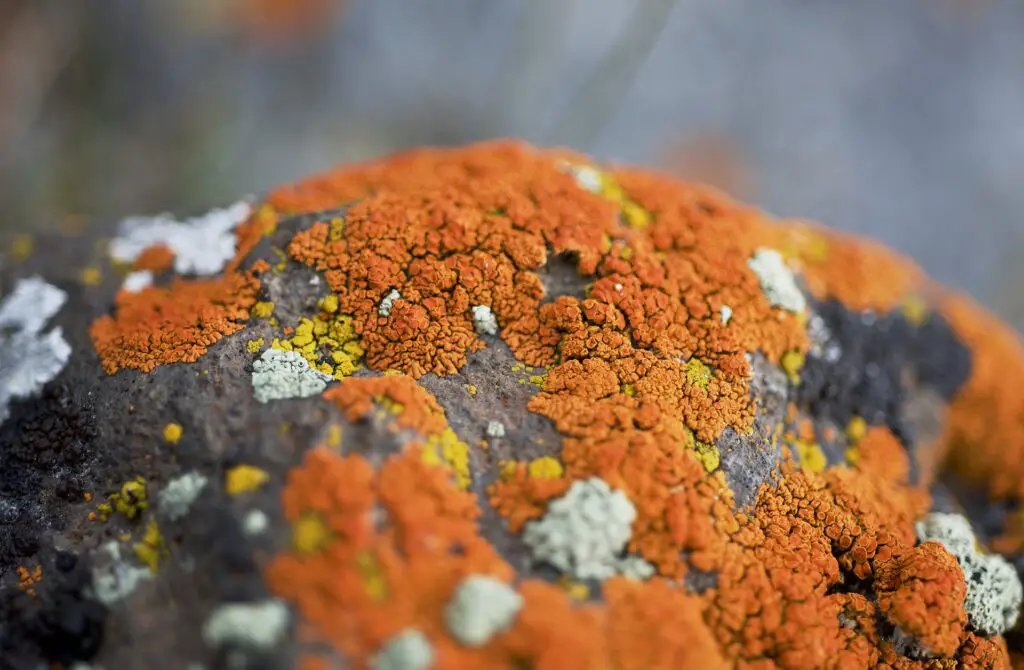 lichen g3c1fbb6b1 1920 1024x670 1