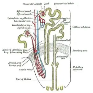 nephron 300x300 1