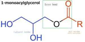 new ester bond 300x148 1