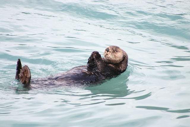 River otter