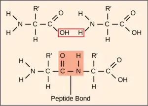 peptide bond 300x216 1