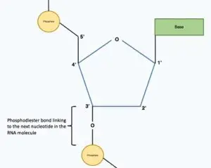 phosphodiester bond new 300x239 1