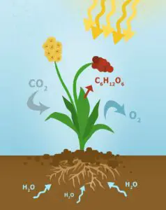 photosynthesis 3498260 1280 238x300 1