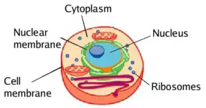 ribosome 1 300x158 1