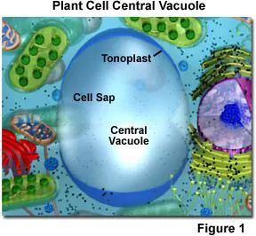 tonoplant