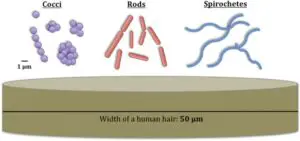 types of bacterial cell 300x141 1