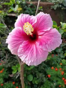 450px Hibiscus flower in Karnataka India 225x300 1