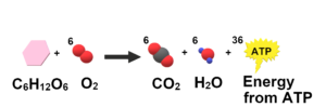 Cellular Respiration Simple 300x99 1