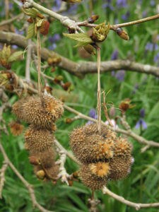 Plane tree fruit geograph.org .uk 774872 225x300 1