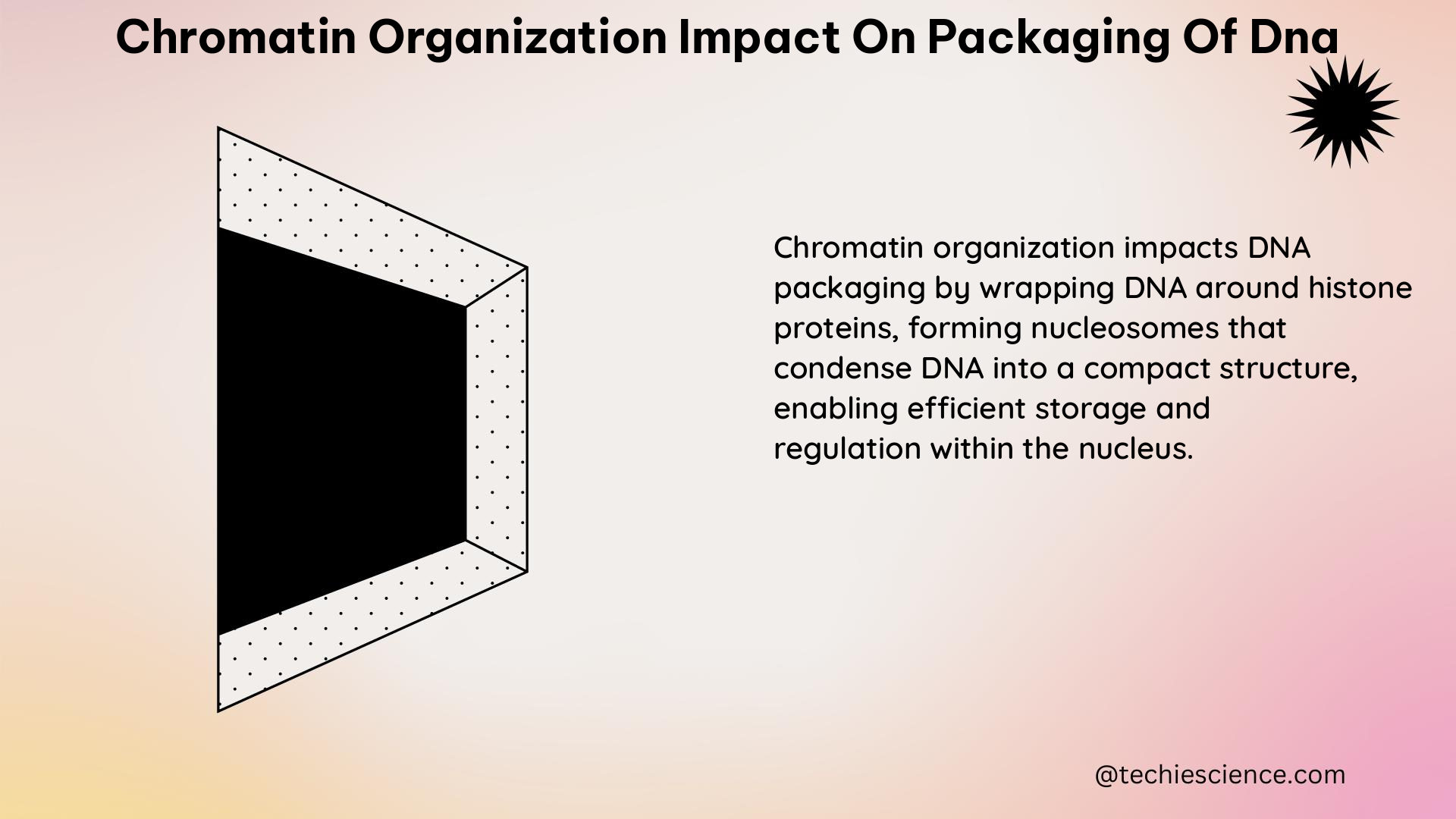 chromatin organization impact on packaging of dna