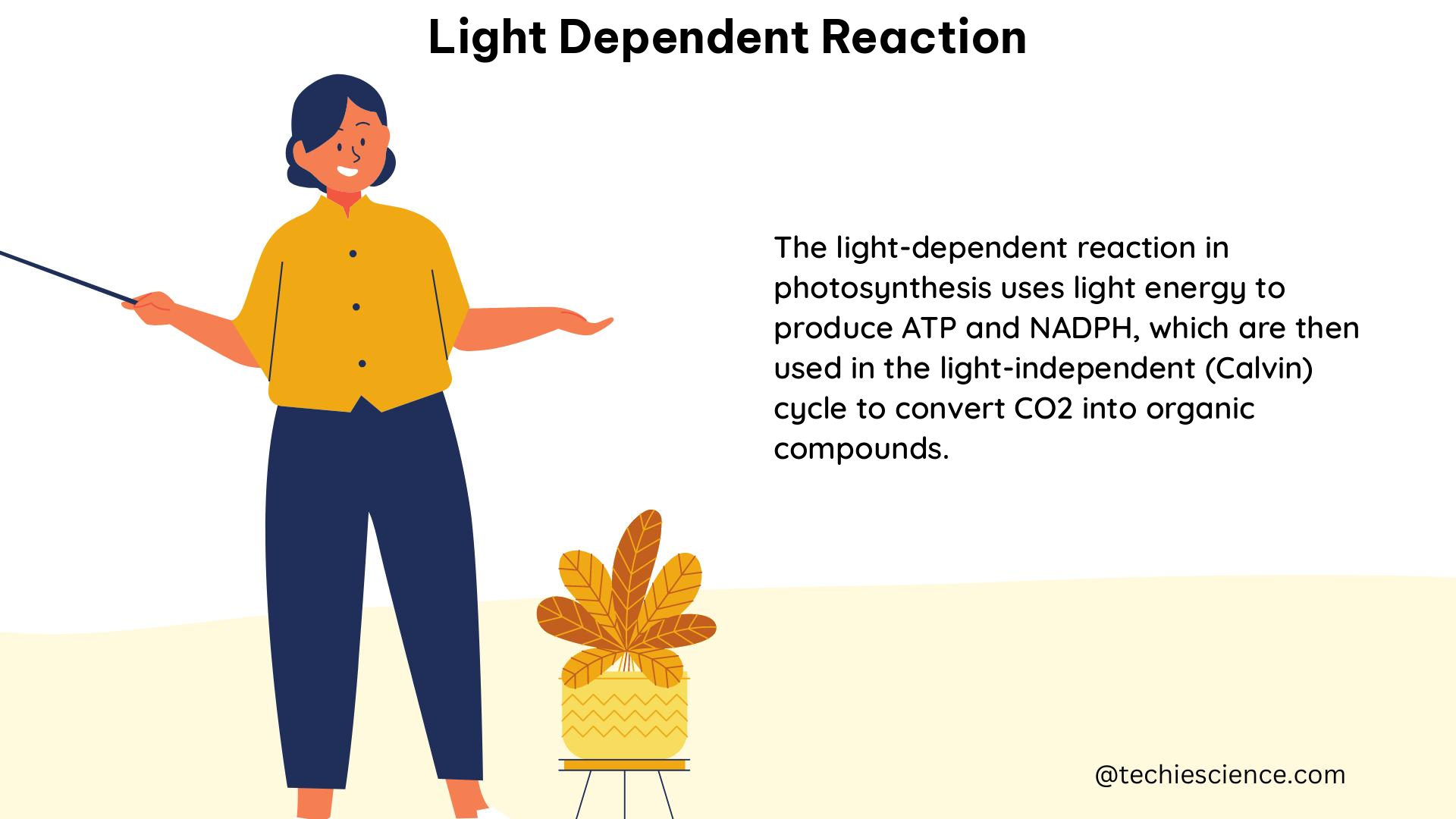 light dependent reaction