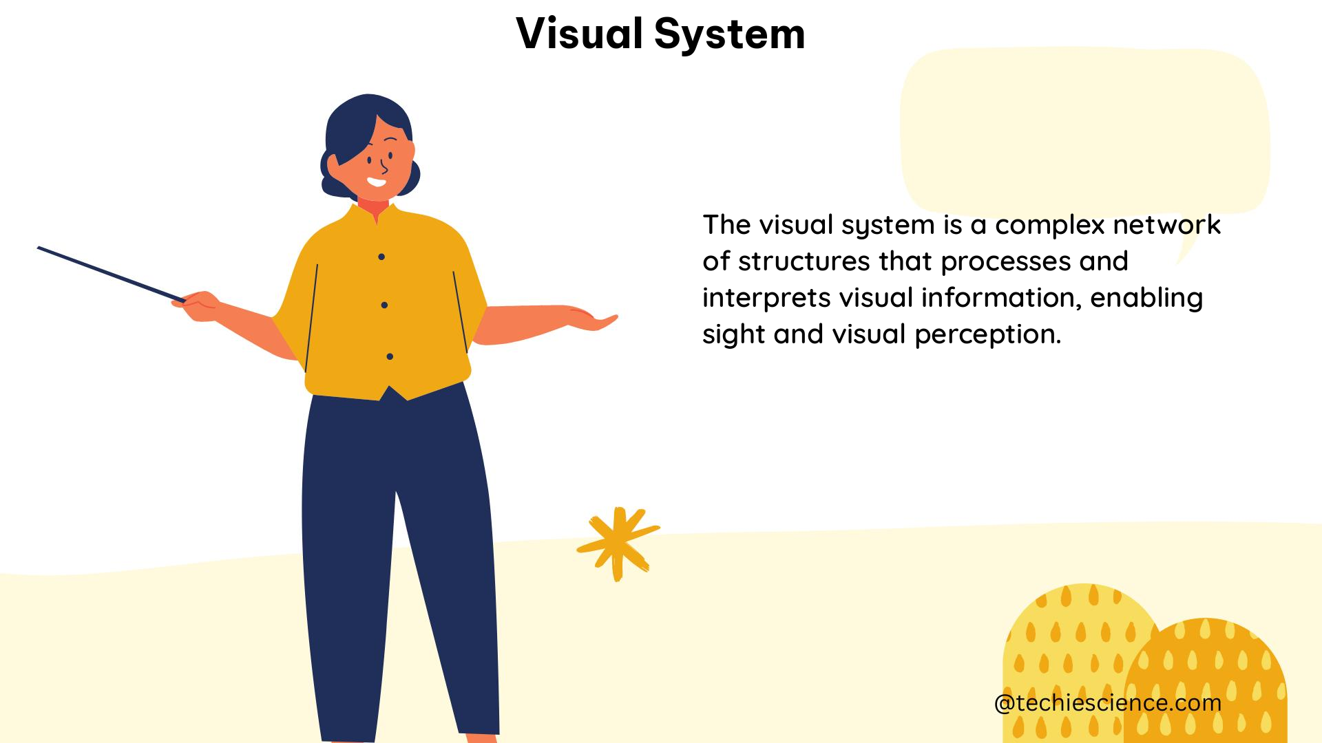 visual system