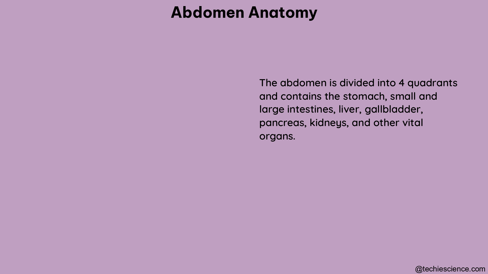 abdomen anatomy