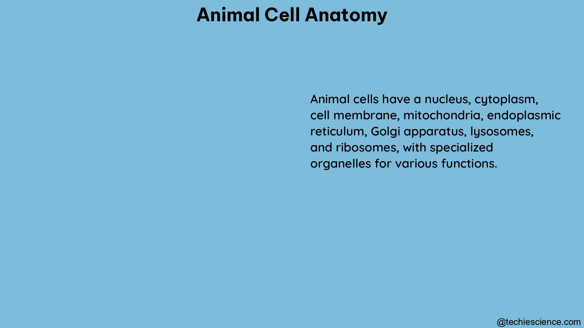 animal cell anatomy