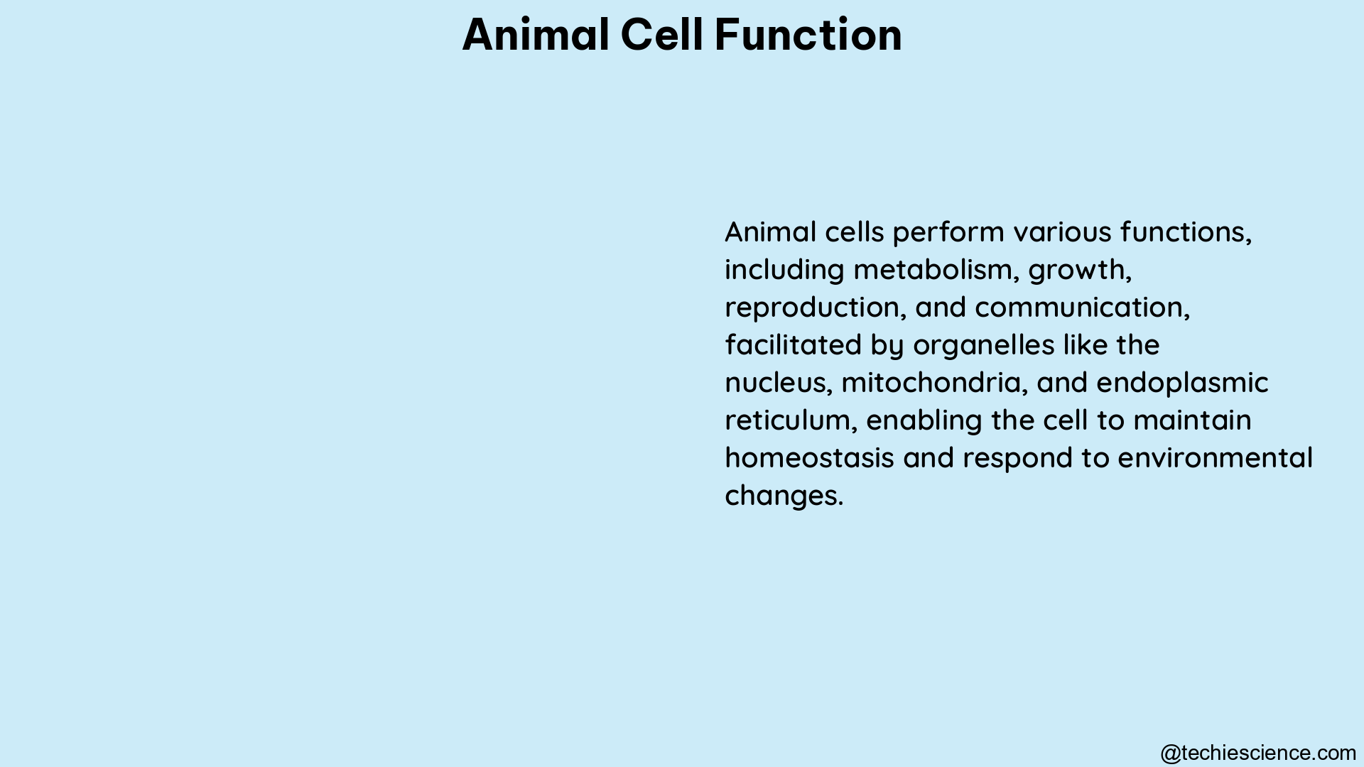 animal cell function