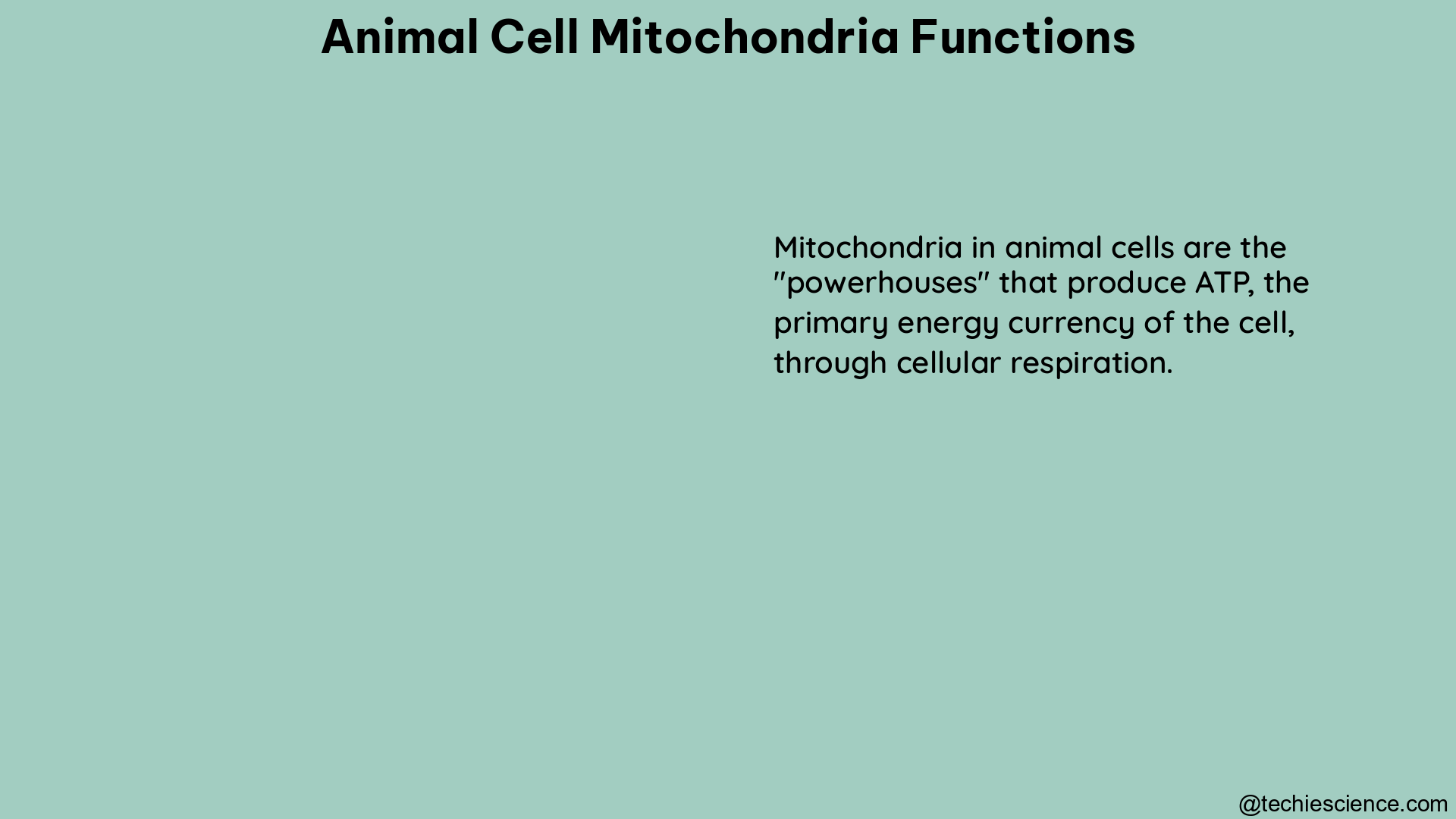 animal cell mitochondria functions