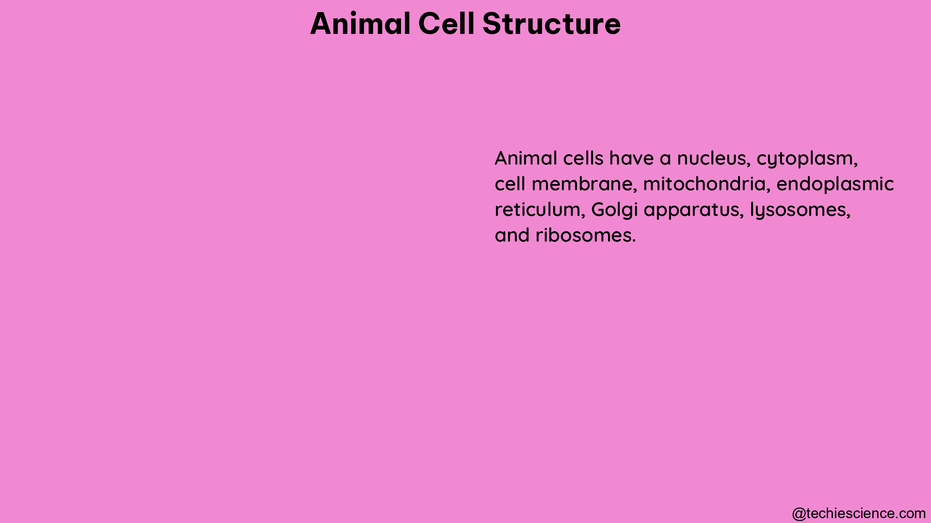 animal cell structure