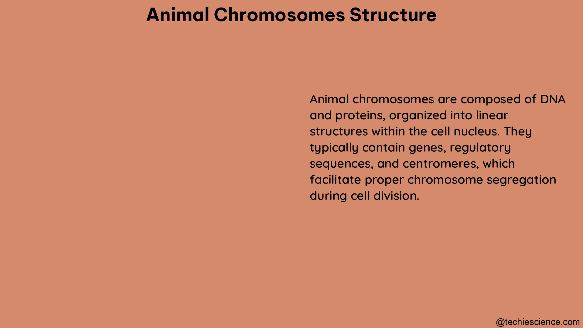 animal chromosomes structure