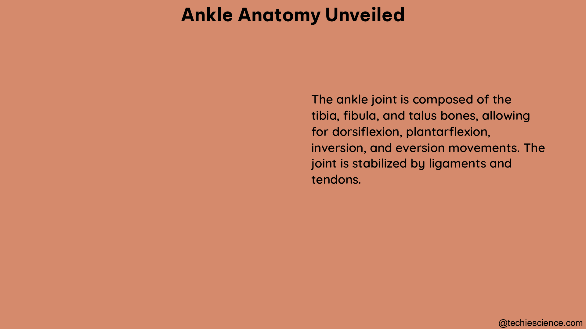 ankle anatomy unveiled