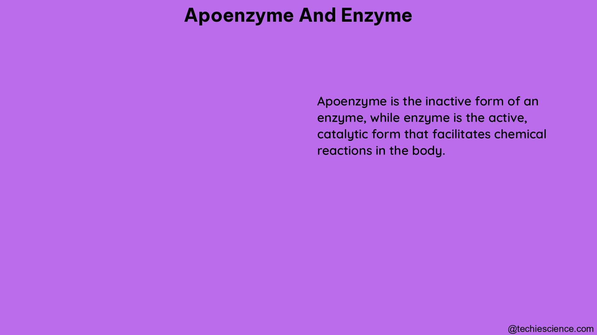 apoenzyme and enzyme