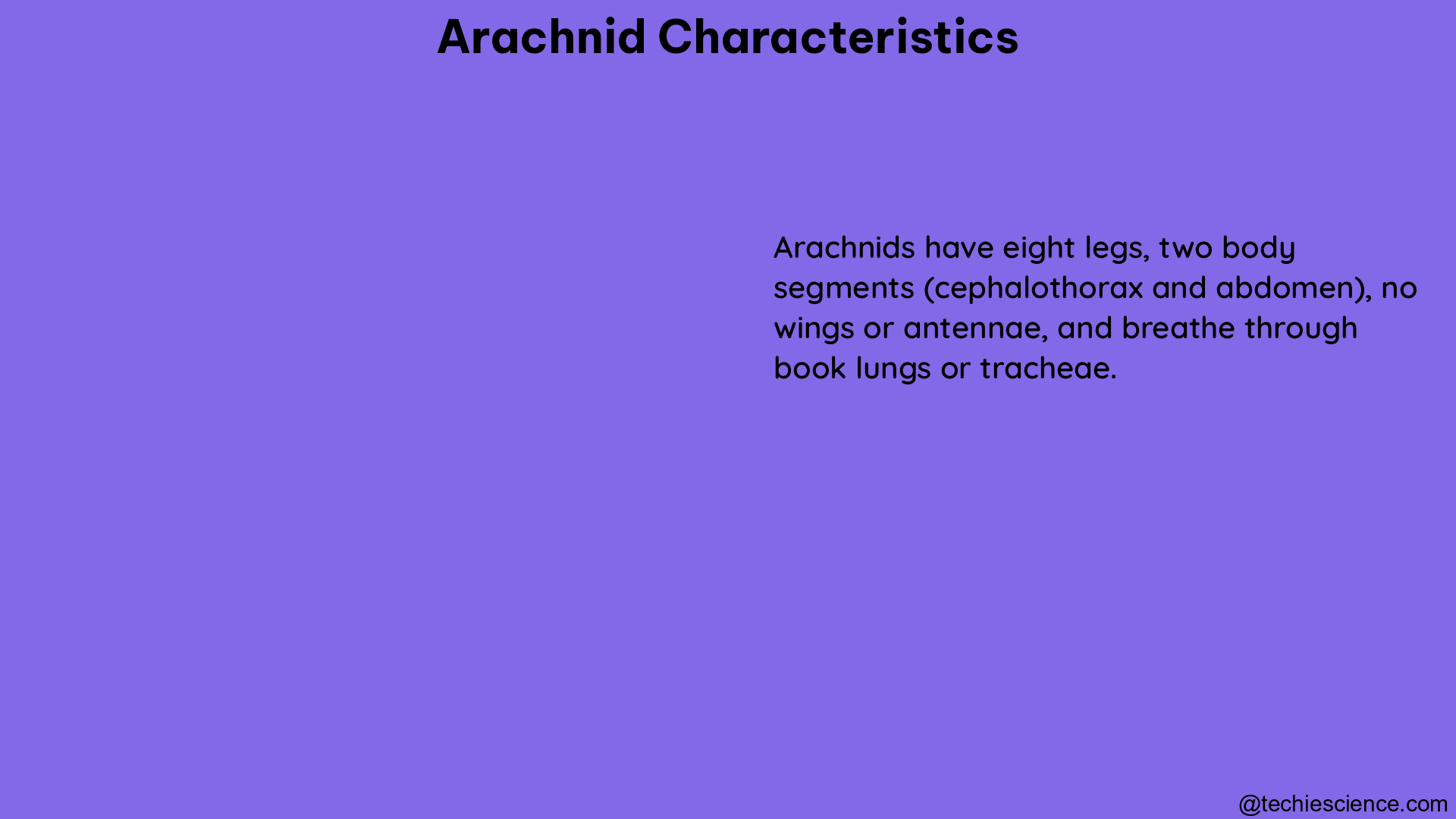 arachnid characteristics