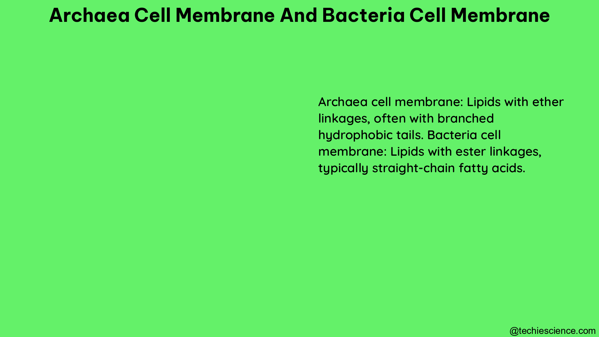 archaea cell membrane and bacteria cell membrane