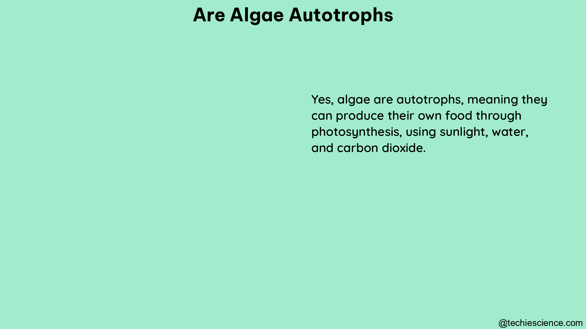 are algae autotrophs