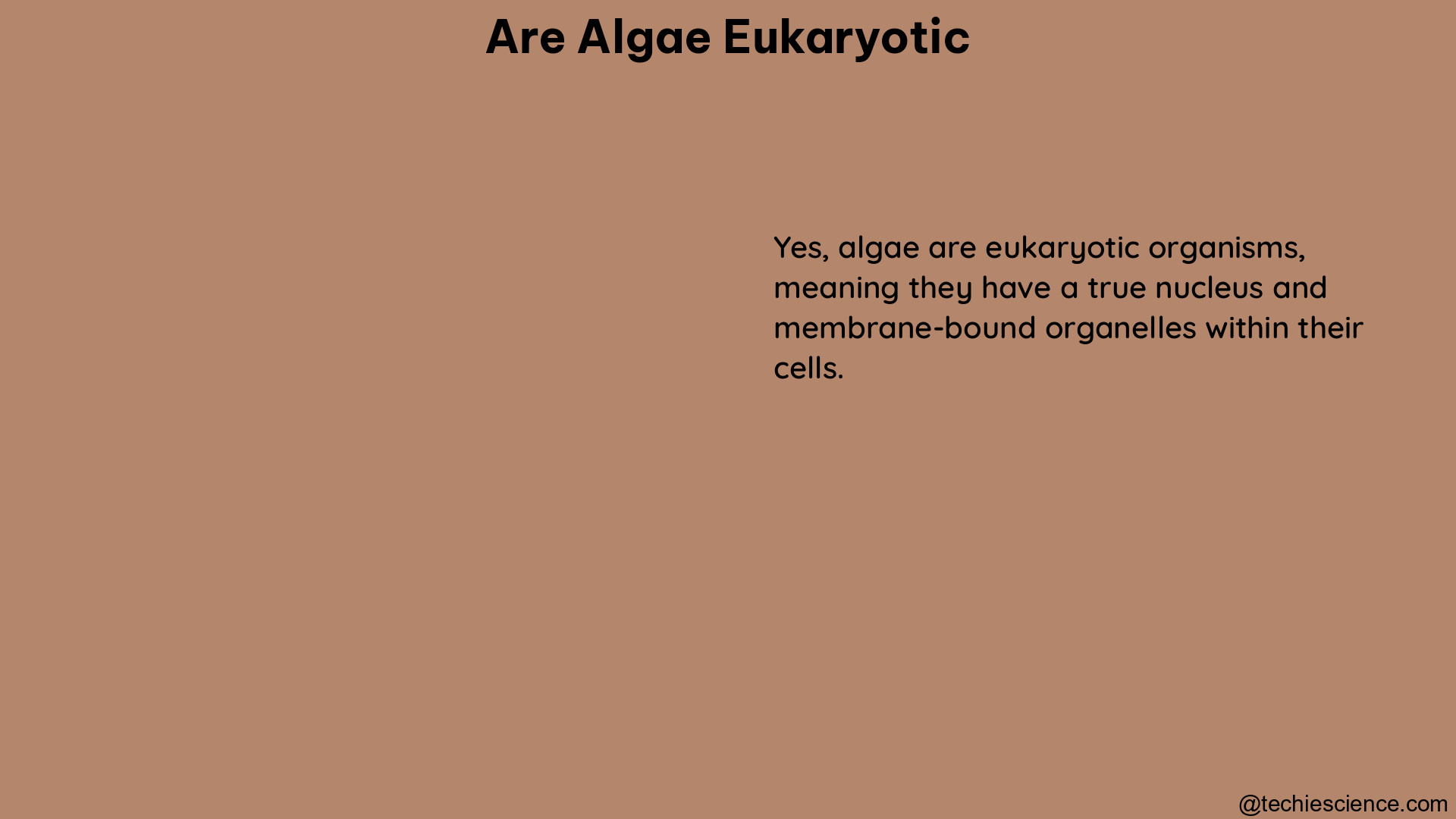 are algae eukaryotic