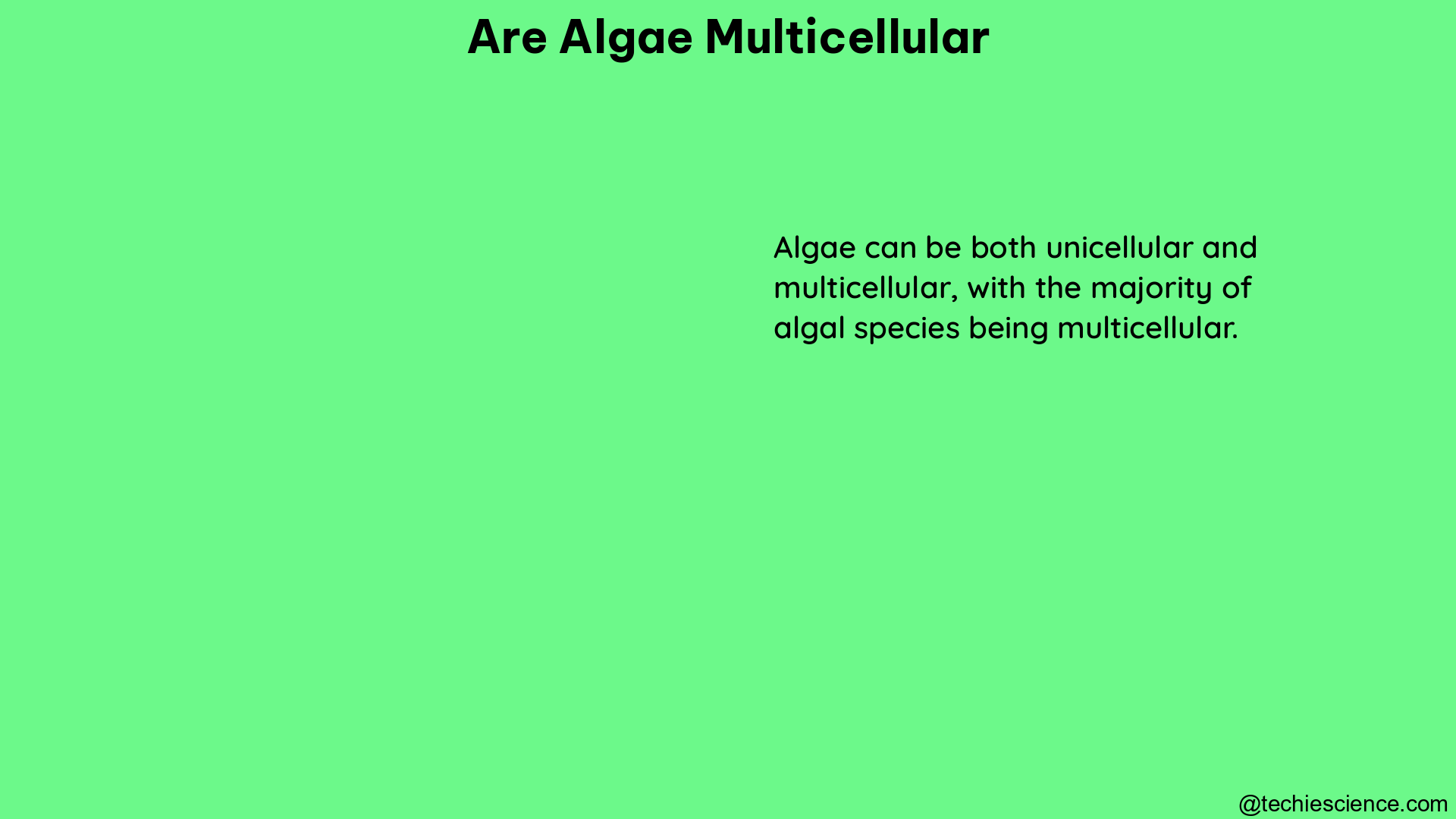 are algae multicellular