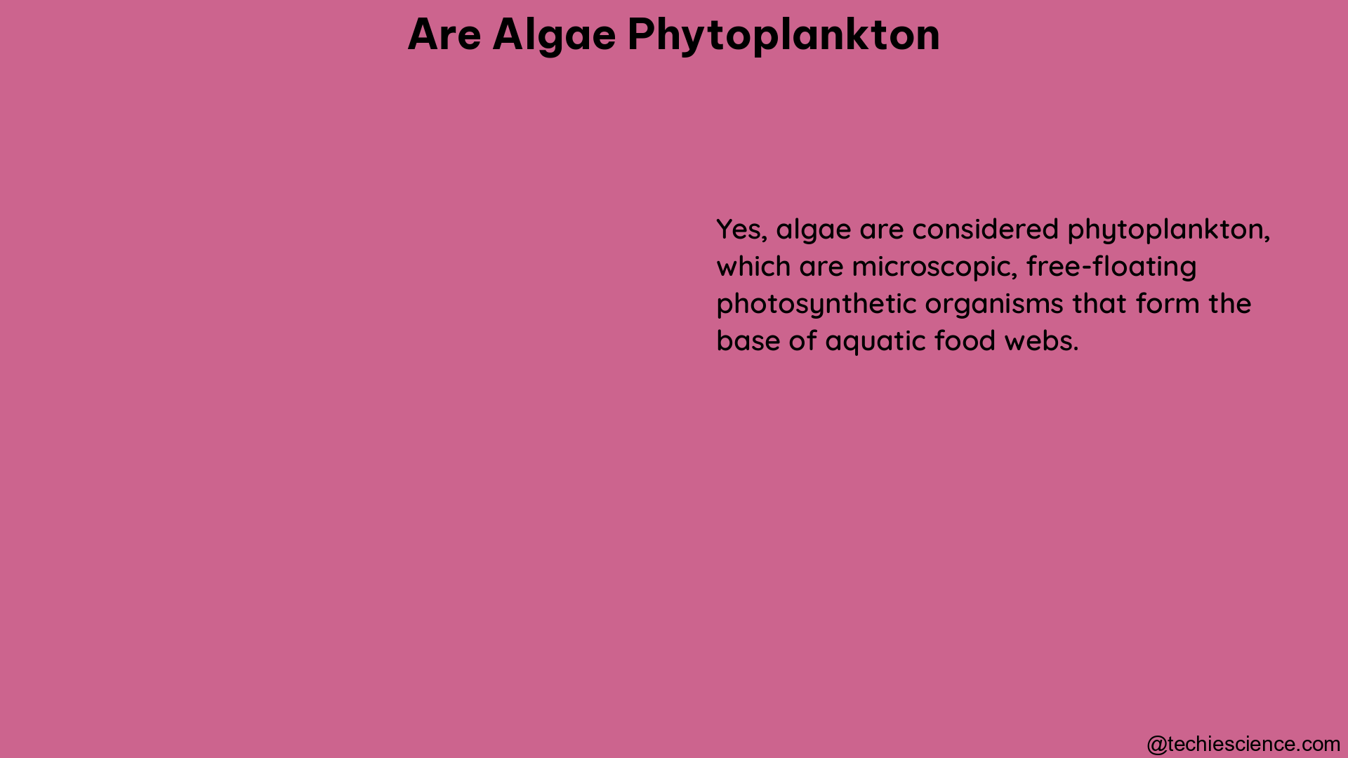 are algae phytoplankton