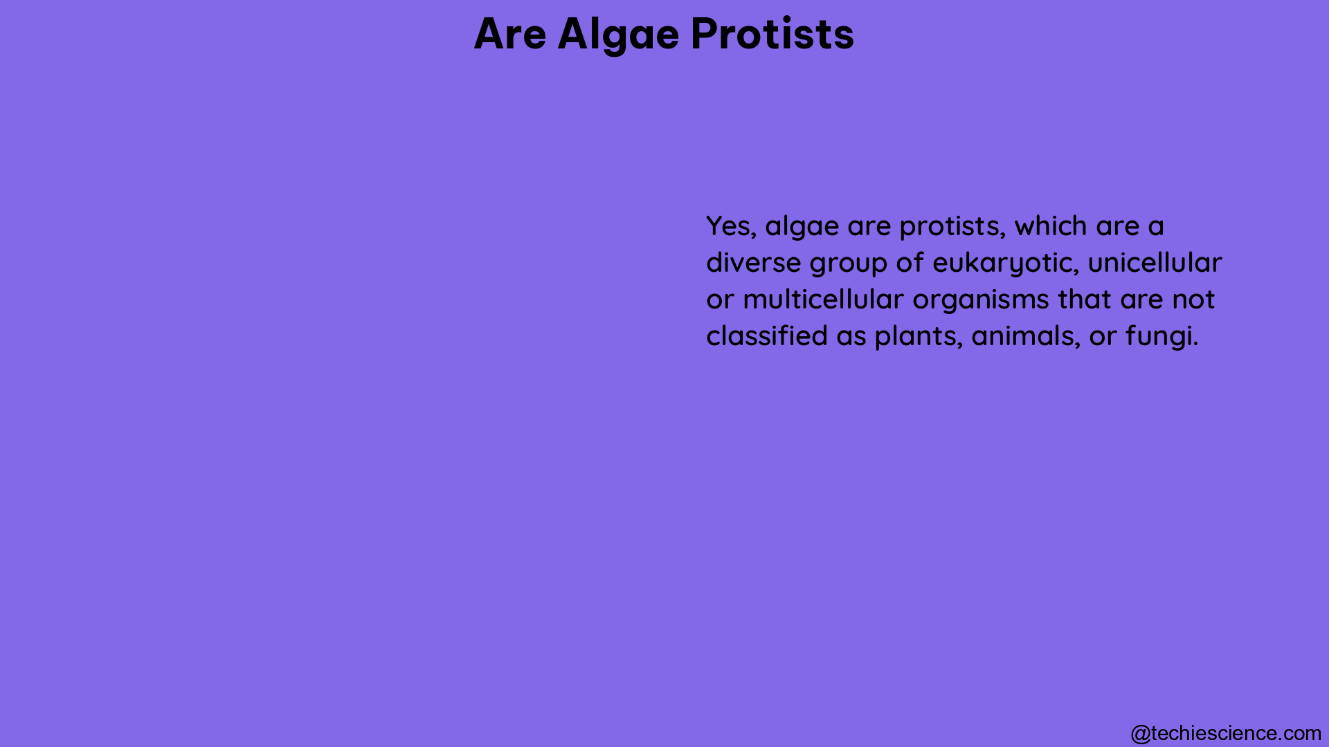 are algae protists