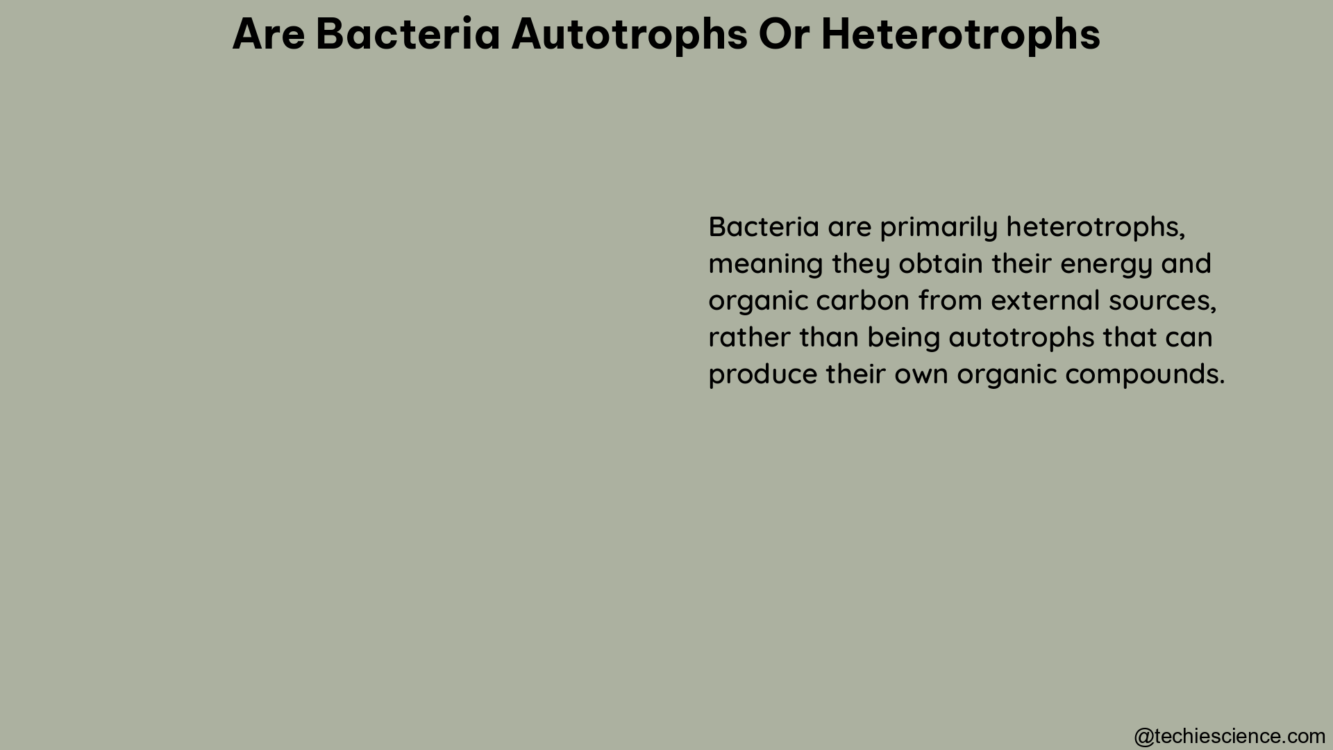 are bacteria autotrophs or heterotrophs