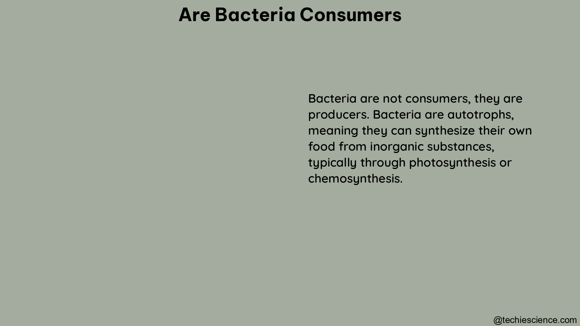 are bacteria consumers