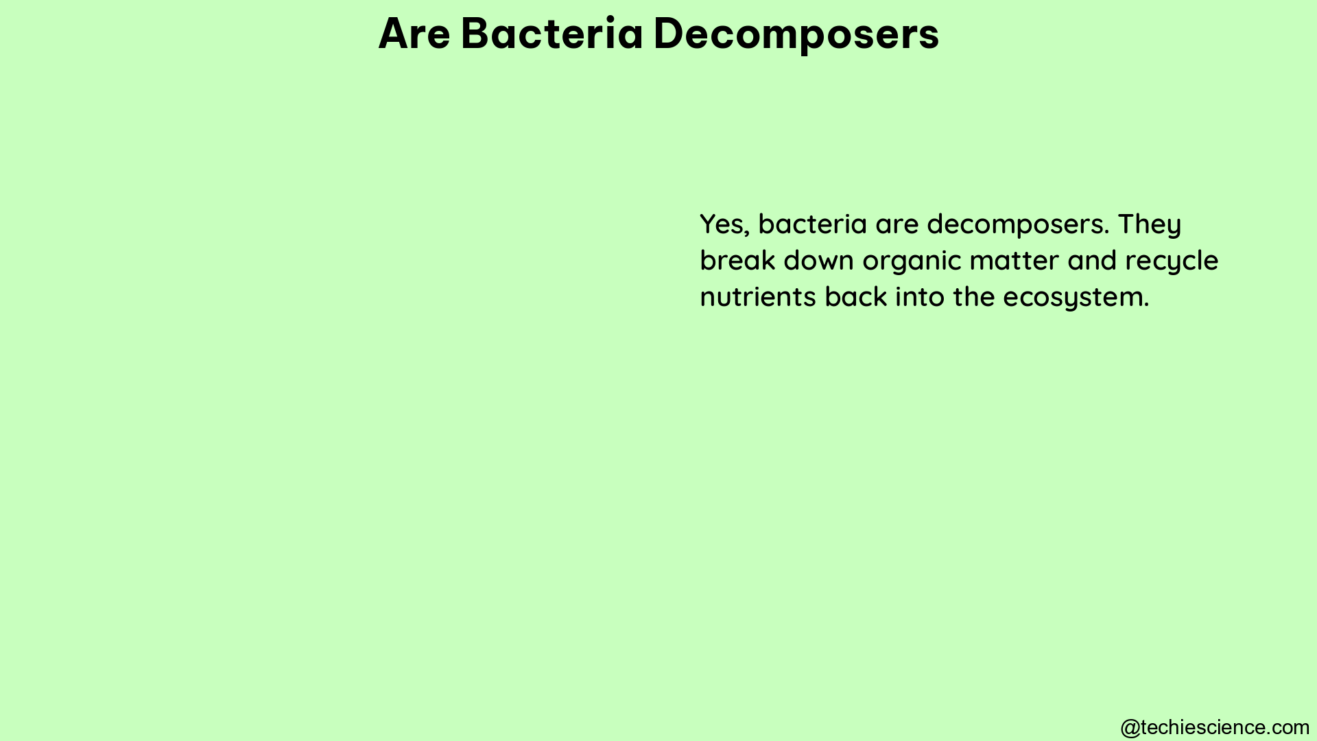 are bacteria decomposers