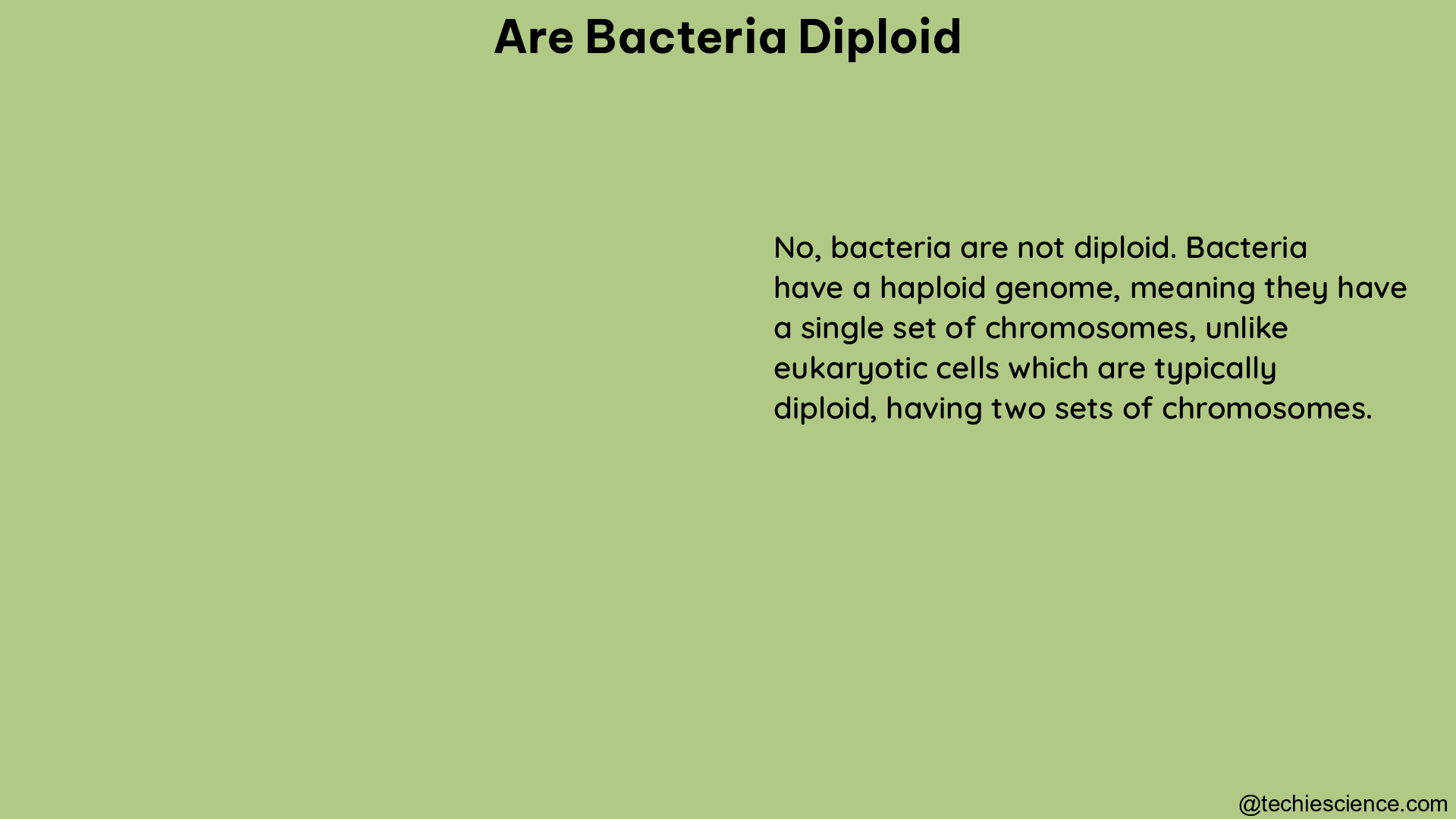 are bacteria diploid