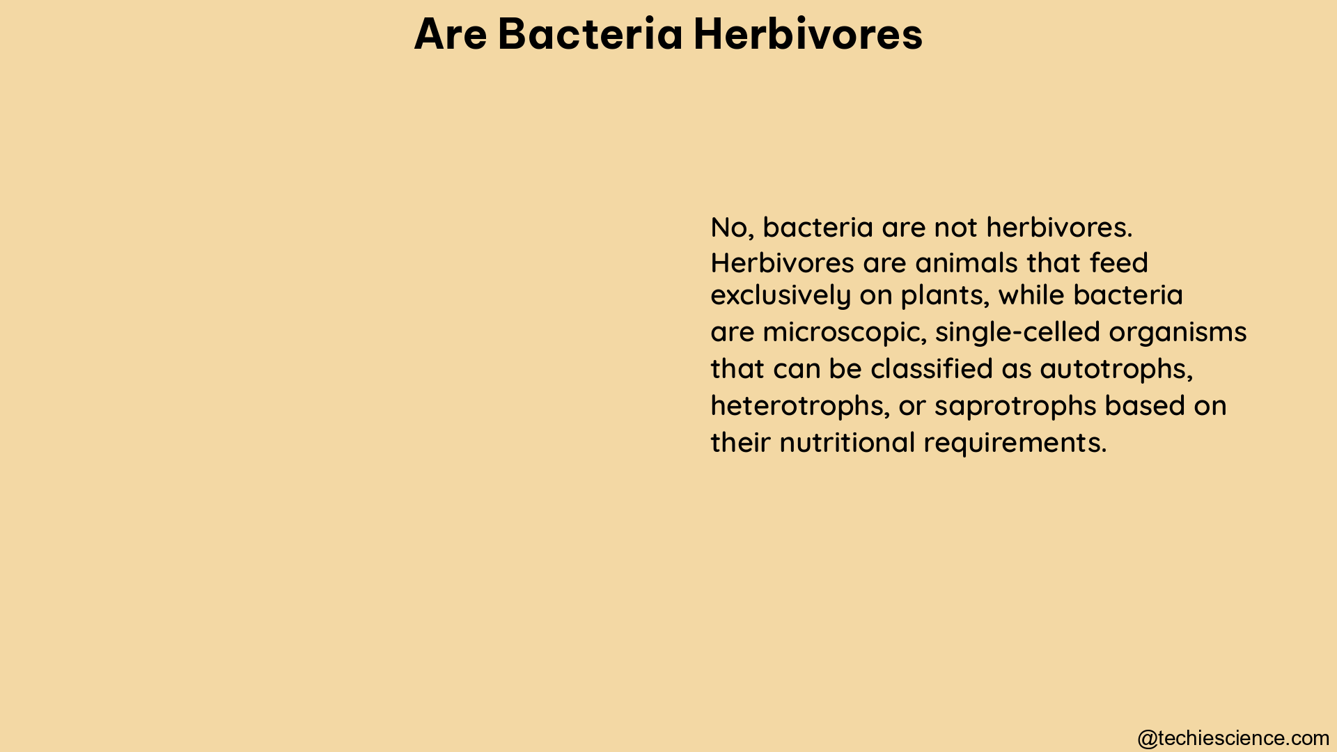 are bacteria herbivores