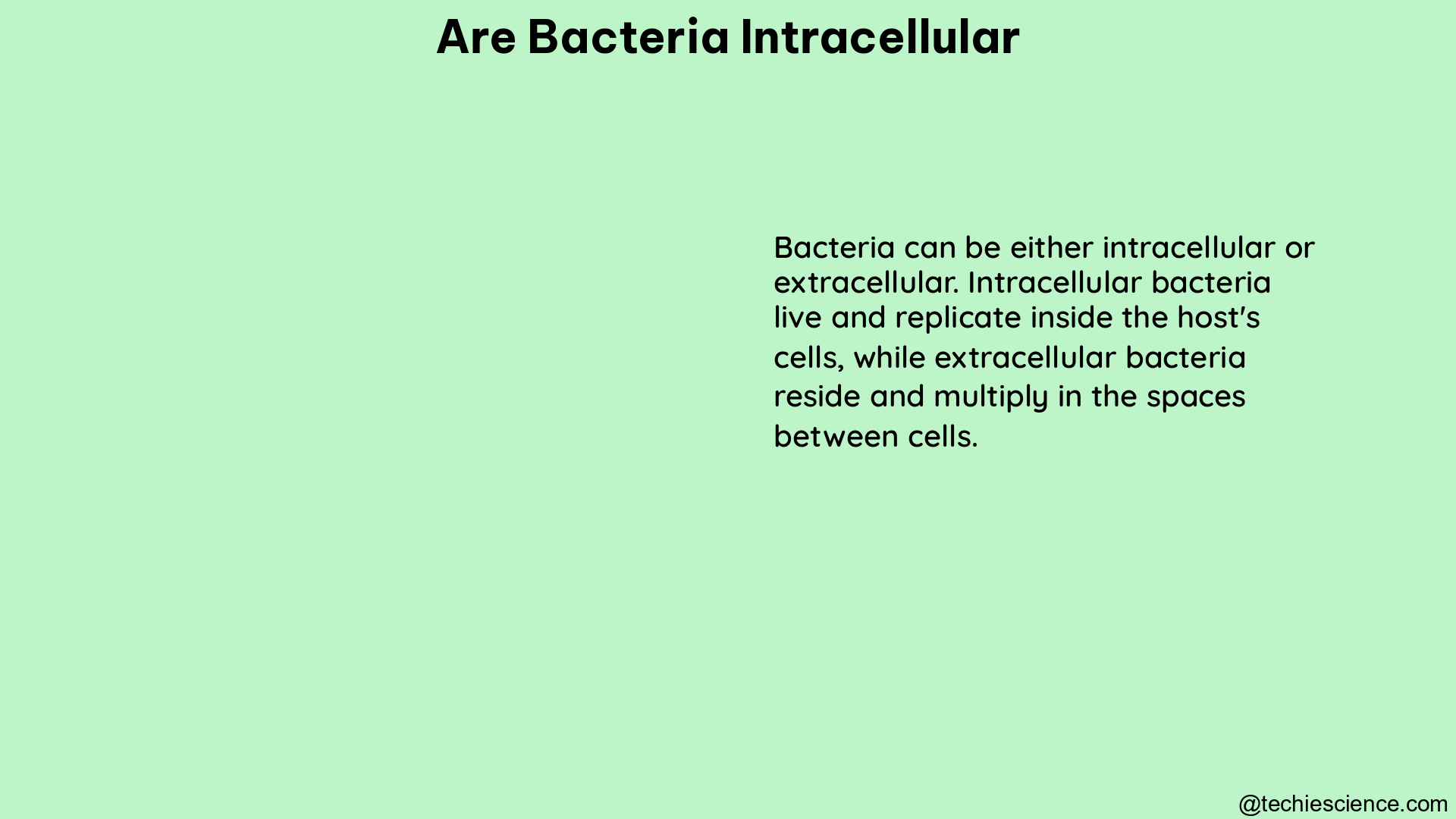 are bacteria intracellular