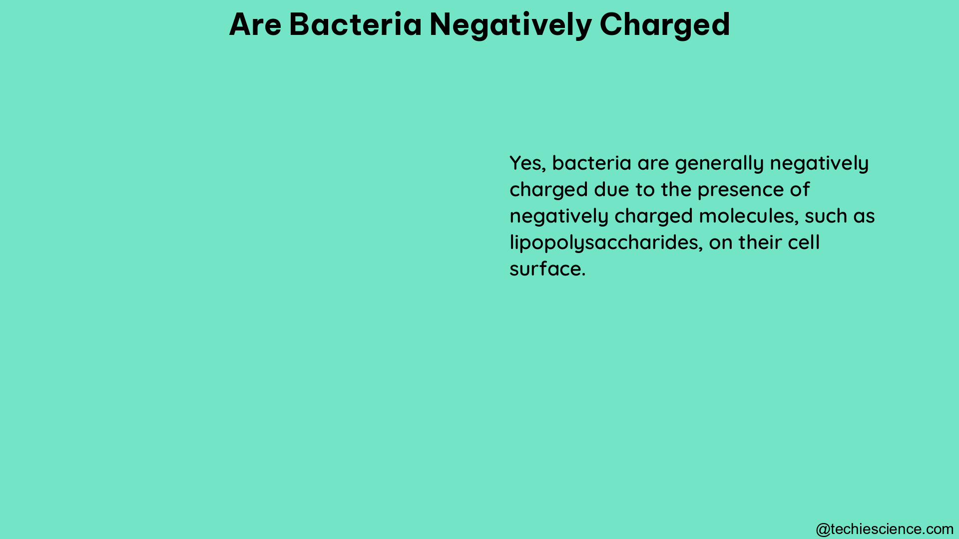 are bacteria negatively charged