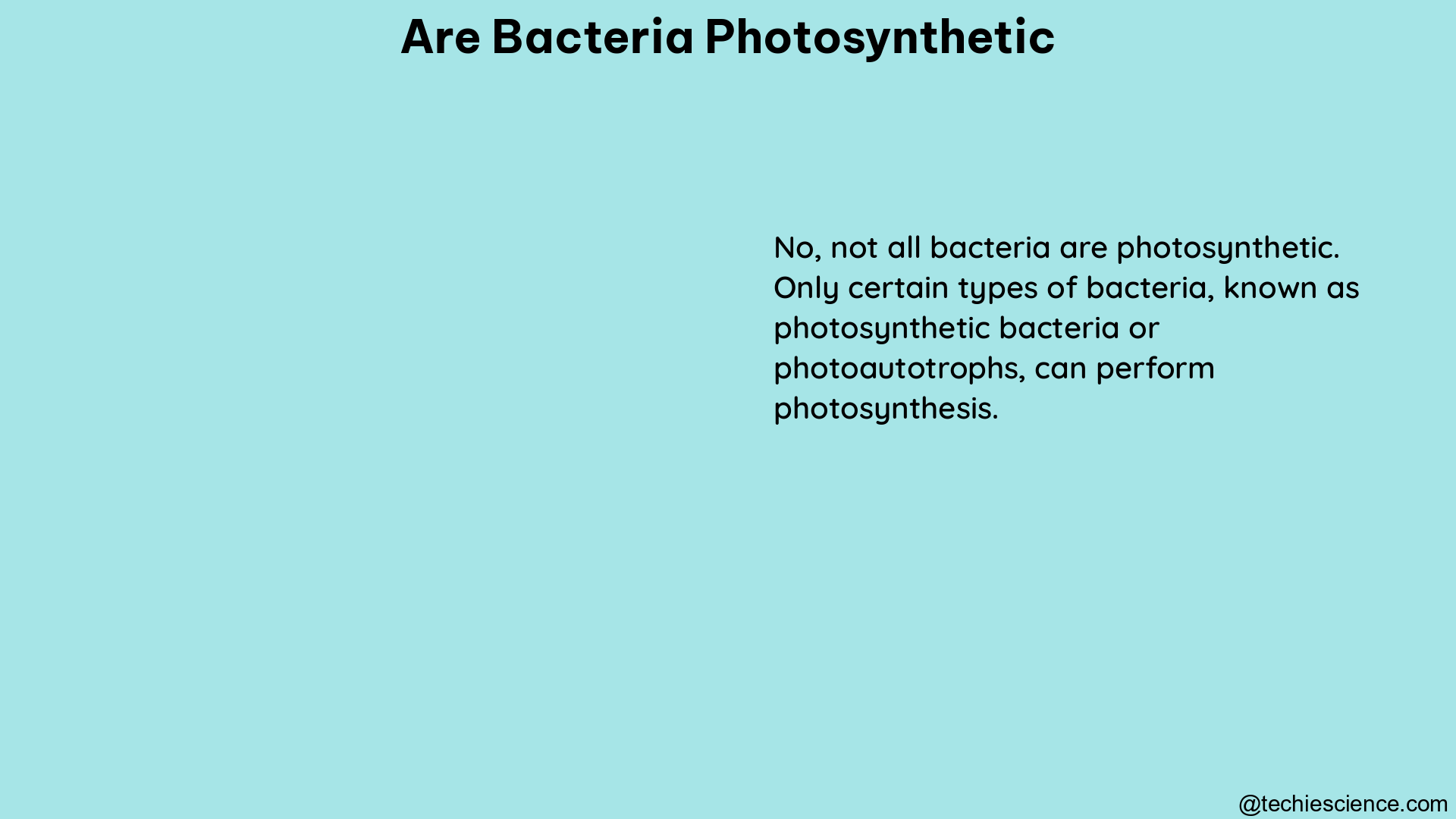 are bacteria photosynthetic